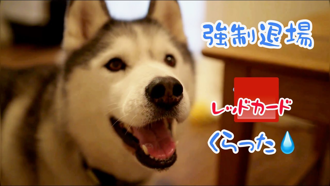 盗み食い常習犯ハスキー独房入りで大騒ぎでした
