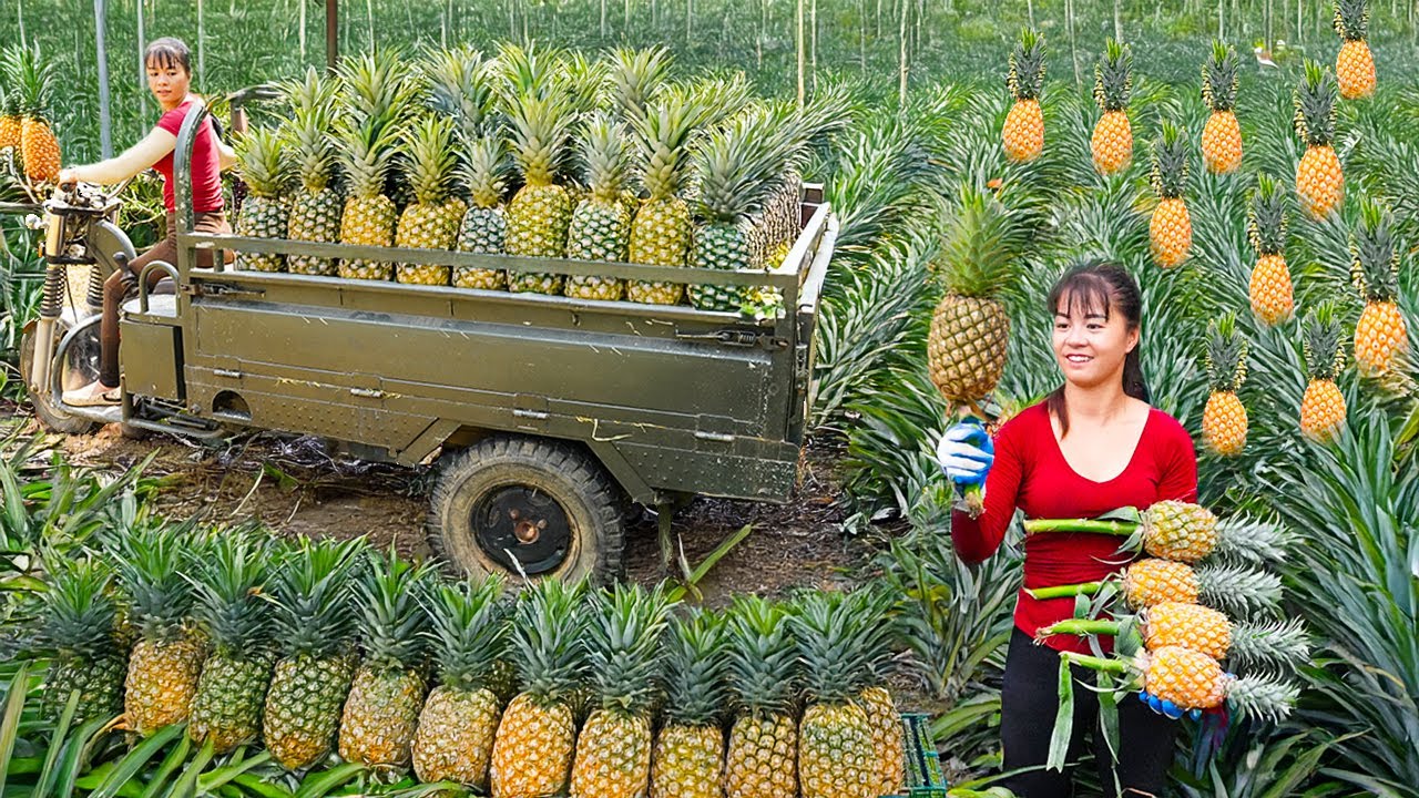 Rewind Timelapse - Use 3-wheeled Vehicle Harvesting Lots Of Pineapple Go To Countryside Market Sell