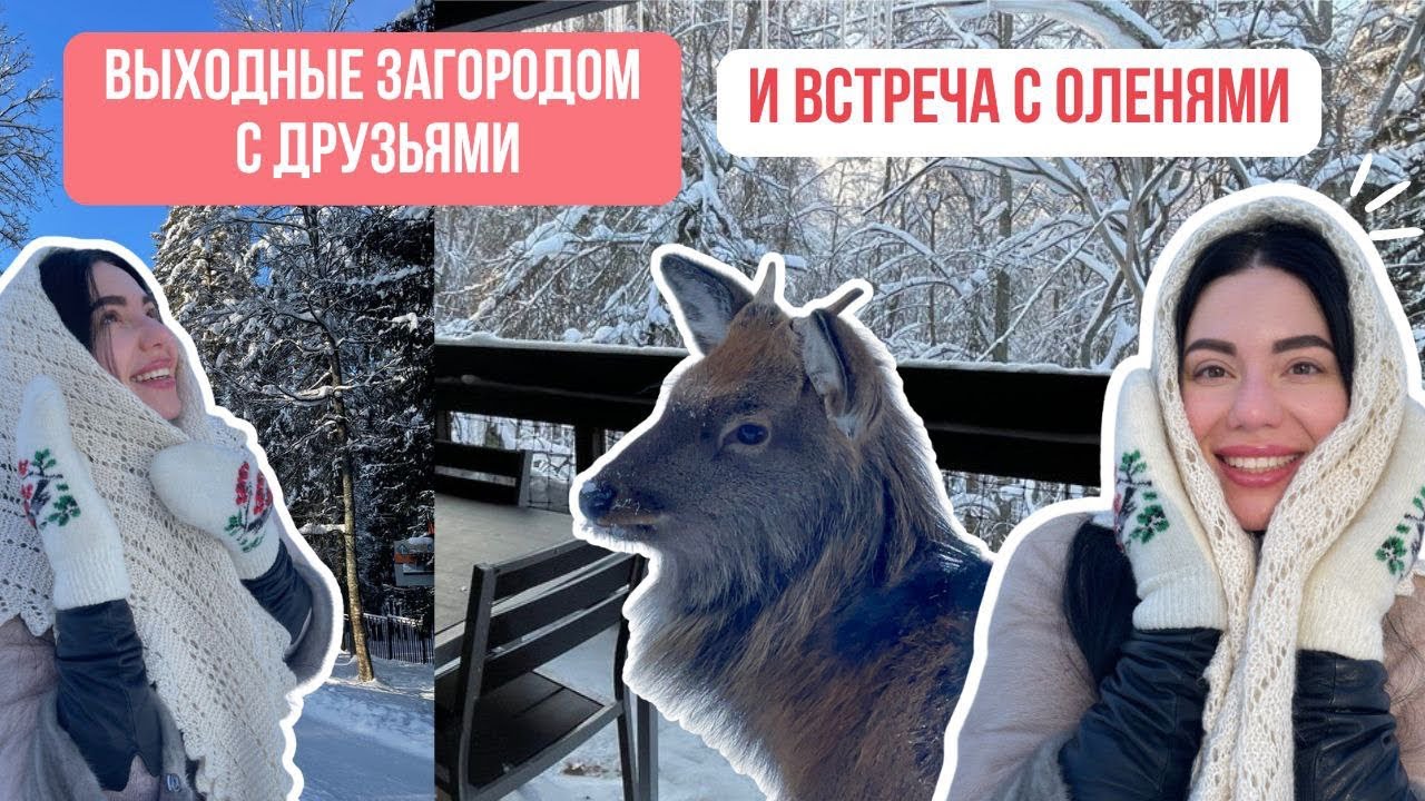Приют безнадзорных животных | Отдых в Московской области | Отдых загородом 
