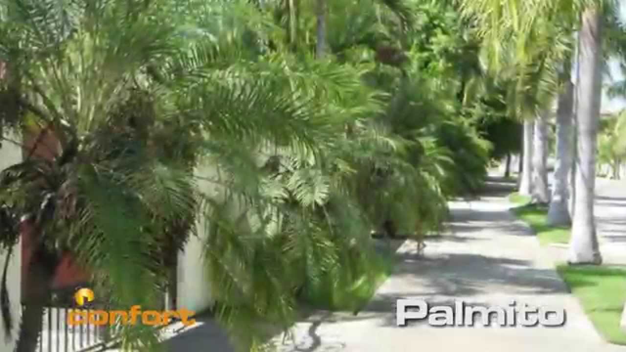 VIVERO ALEGRÍA - Palmeras