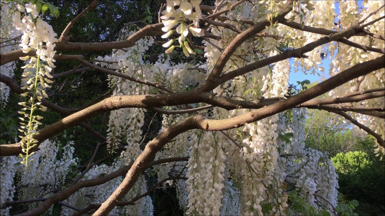 White Wisteria