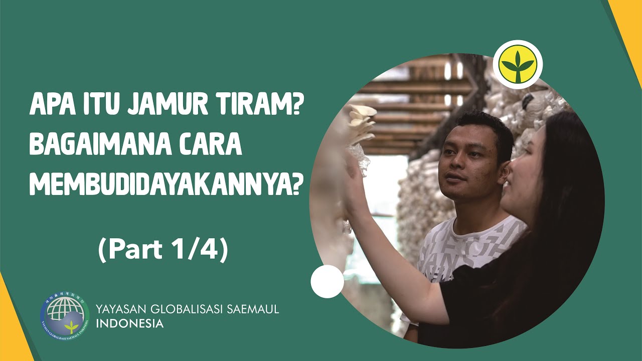 Cara Budidaya Jamur Tiram : Pengenalan (Part 1/4) / 느타리버섯 재배 방법 : 소개 (Part 1/4)