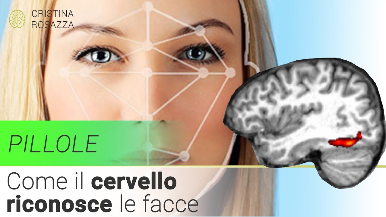 Come il cervello riconosce le facce? Pillola #3