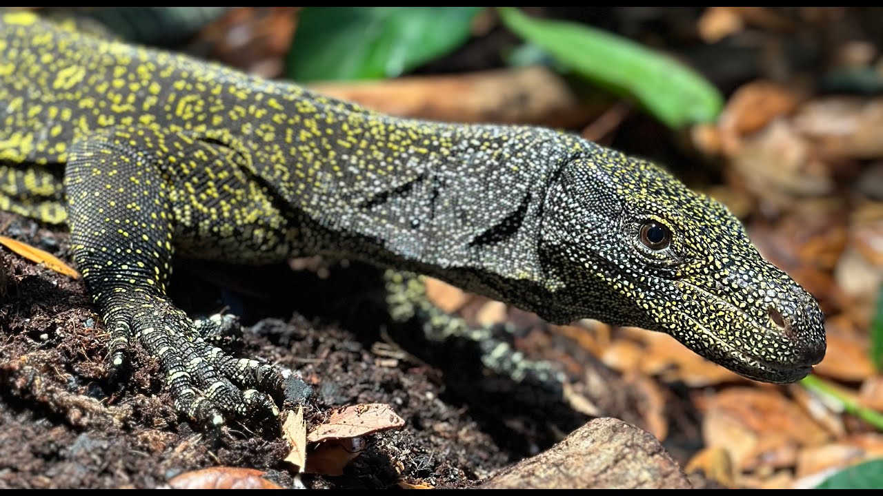 Crocodile Monitor Maintenance and Ptyas carinata Localities