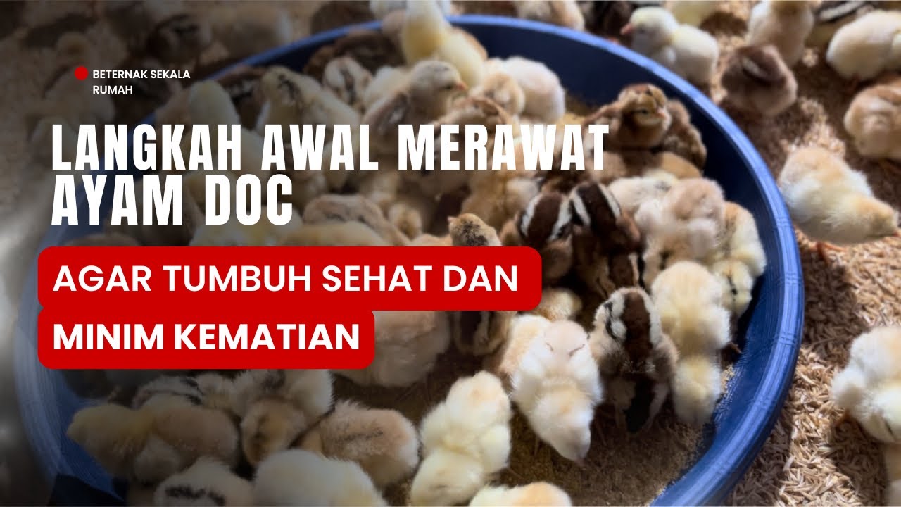 Merawat Ayam DOC‼️Agar Tumbuh dengan Sehat‼️minim kematian DOC