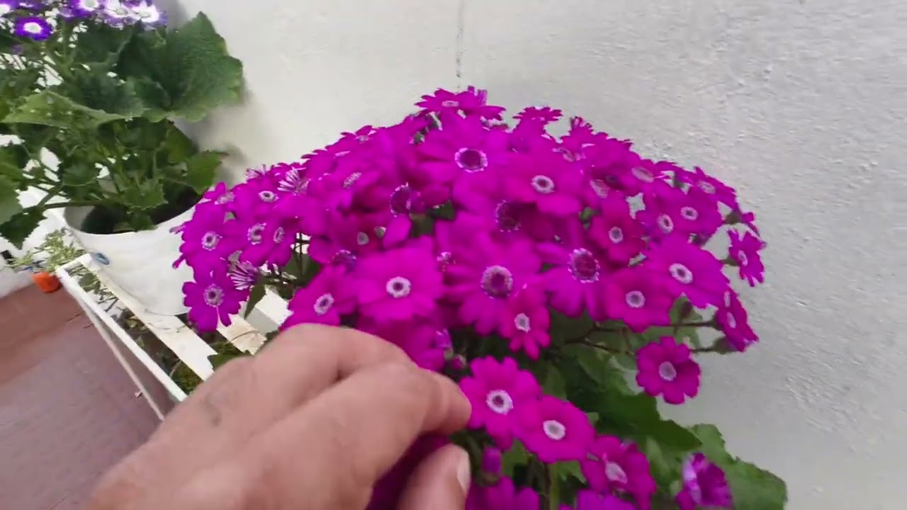 So many colours 🥰 bat jing phuh peit paralok #flowers #video 