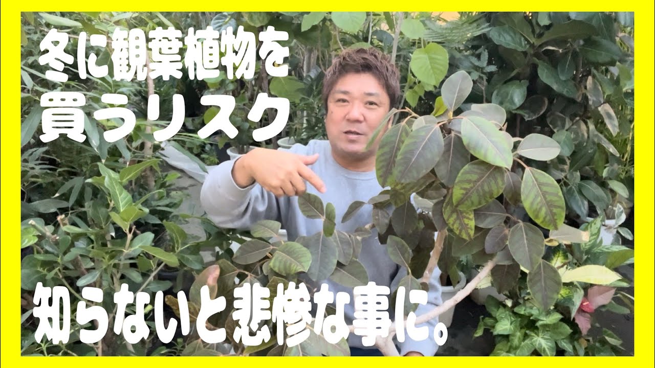 冬に観葉植物を購入する事は勧めません。時間が経ってこんな感じになる事があります。