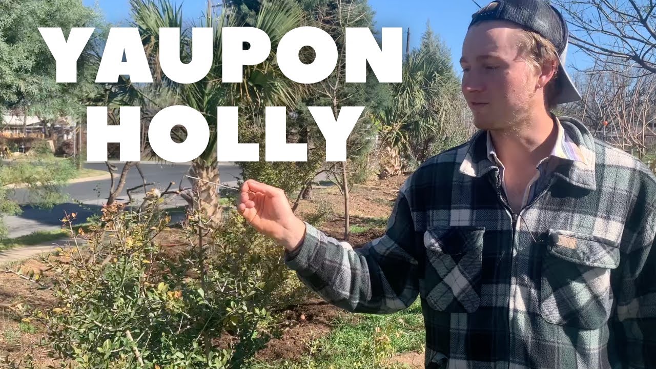 Yaupon Holly - A Plant Introduction