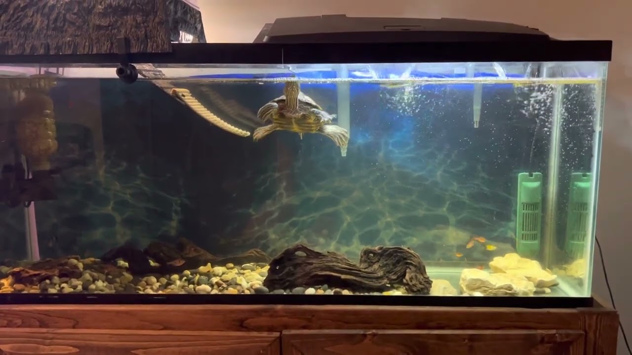 How I take care of my 55 gallon aquarium with Mississippi Map turtle - basic care guide/set up