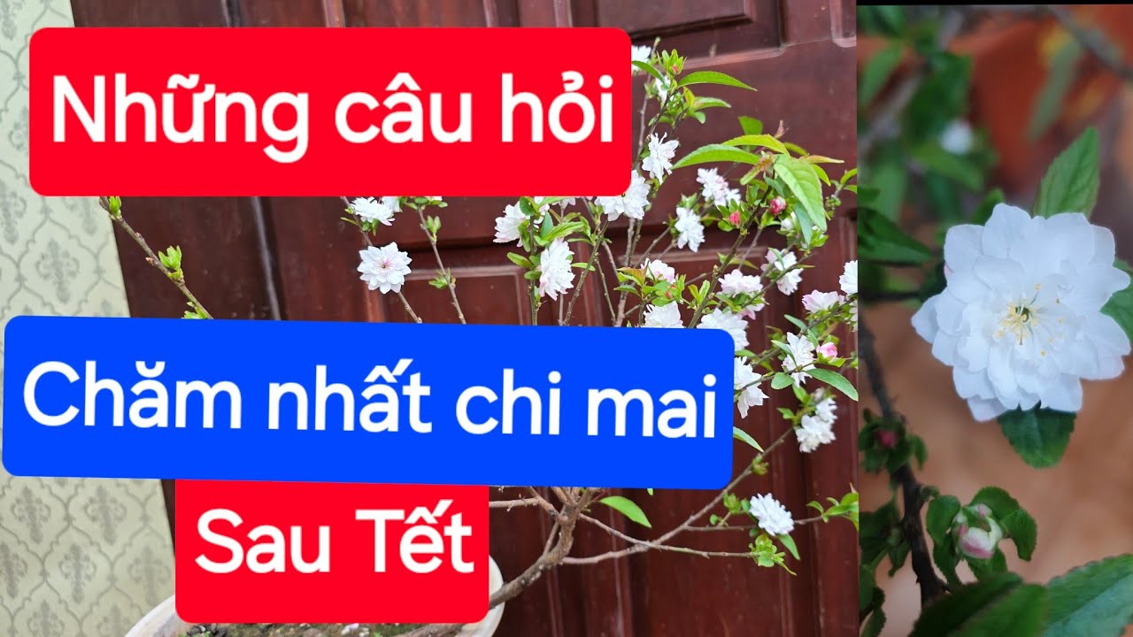 Những câu hỏi chăm cây nhất chi mai sau hoa Tết