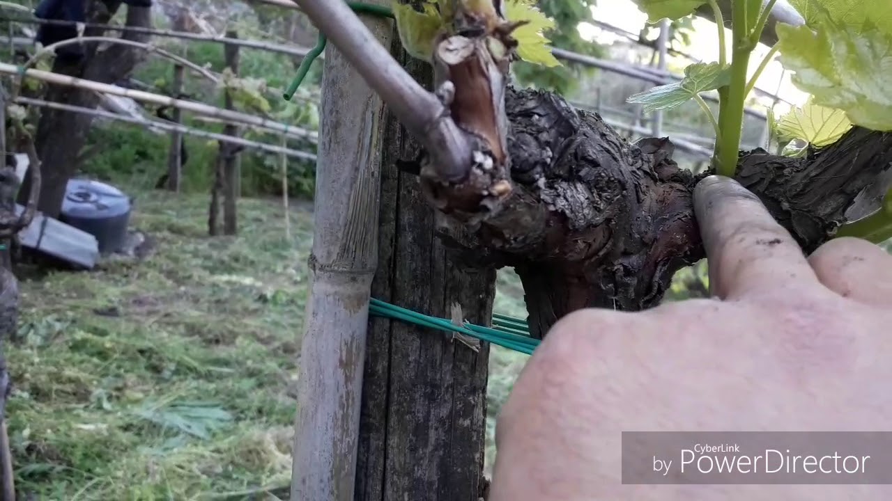 Potatura verde della vite: spollonatura e scacchiatura su Guyot