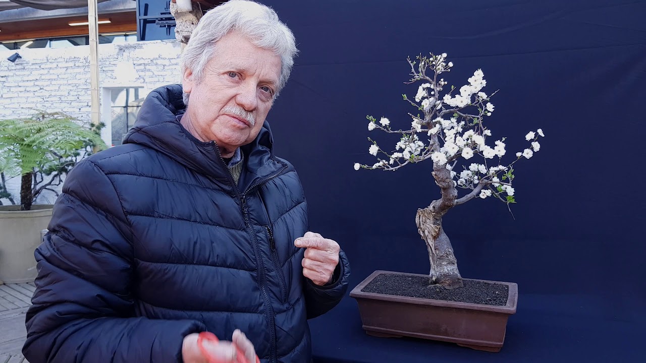 Bonsais Ciruelos en Flor - Mediados de Invierno