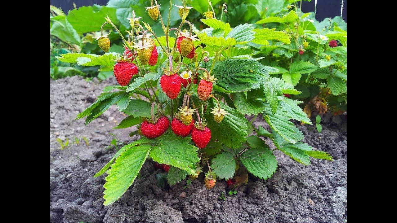 Guide d&eacute;taill&eacute;e de la culture du fraisier
