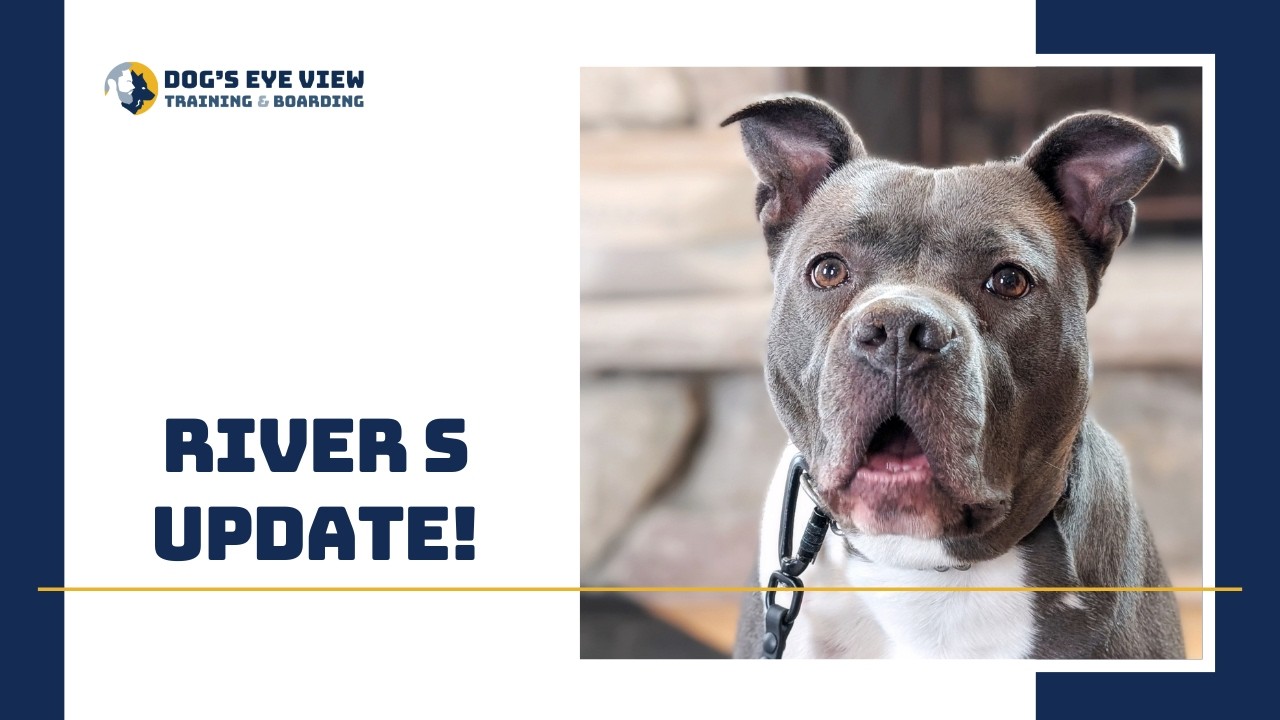 River S Update - End of Week 1 Board & Train - Basic Dog Training