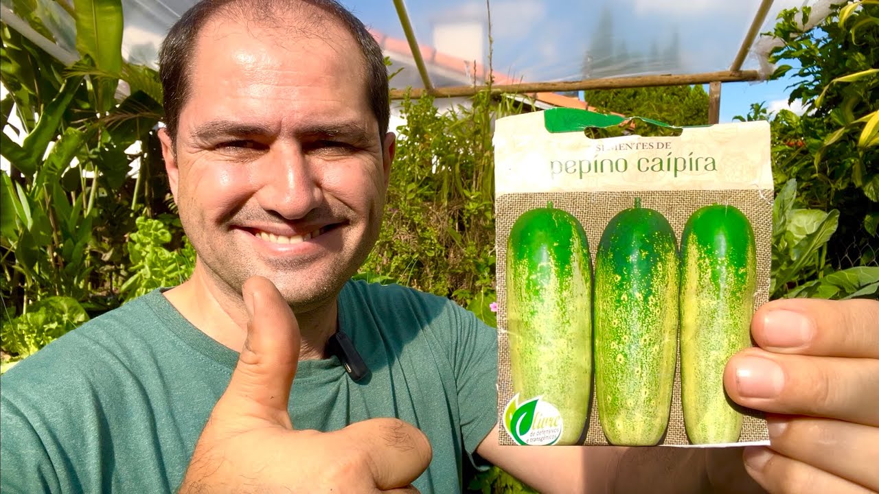 COMO PLANTAR PEPINO - PREPARO DA TERRA E ADUBAÇÃO