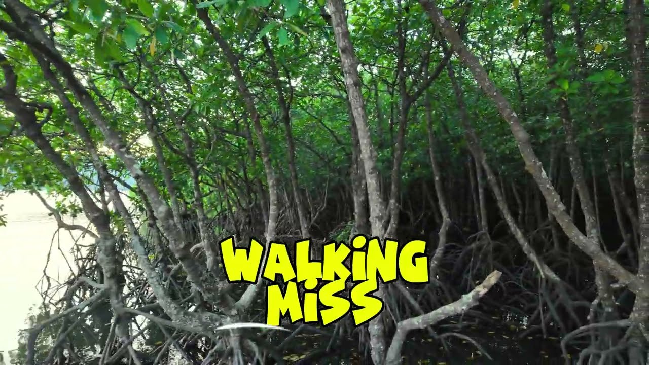 Mystical Mangrove Forest Walk | Nature Sounds with Birdsong | 4K Relaxing Ambience for Sleep