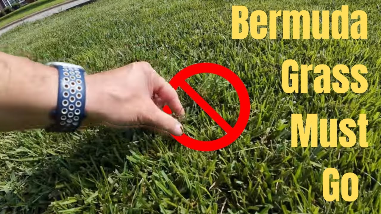 How to Control Bermuda Grass in Your Lawn | 3 Effective Lawn Care Solutions | DIY Lawn Coach
