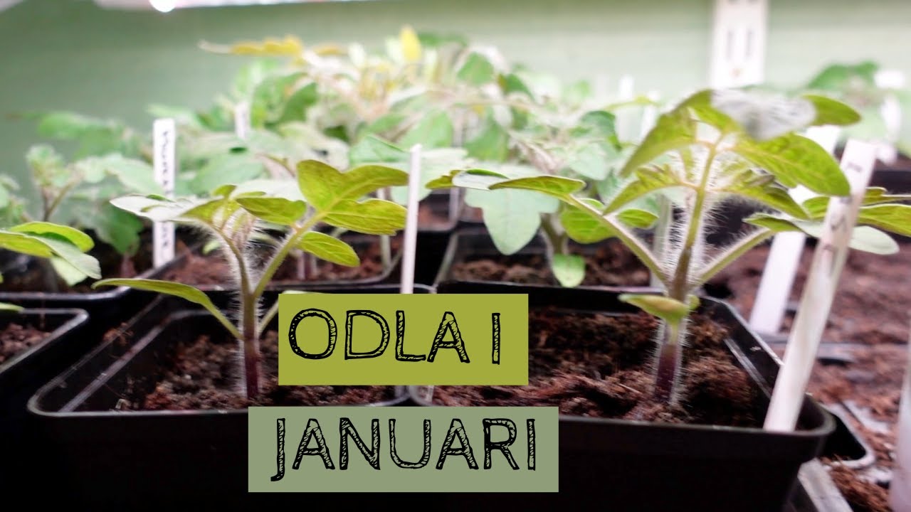 Odla i JANUARI - Pelagonerna gror, fönstertomaterna växer och jag kan plocka spenat i växthuset