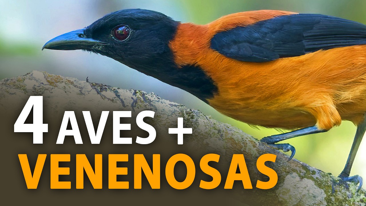 Existem AVES VENENOSAS? Os p&aacute;ssaros mais venenosas do mundo!!
