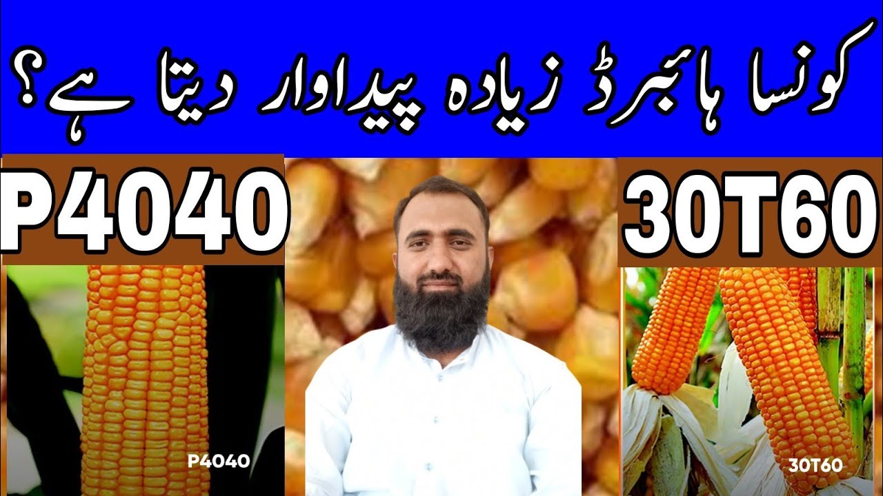 Which is the best maize hybrid || P4040 vs 30T60 || Bilal Kanju Official