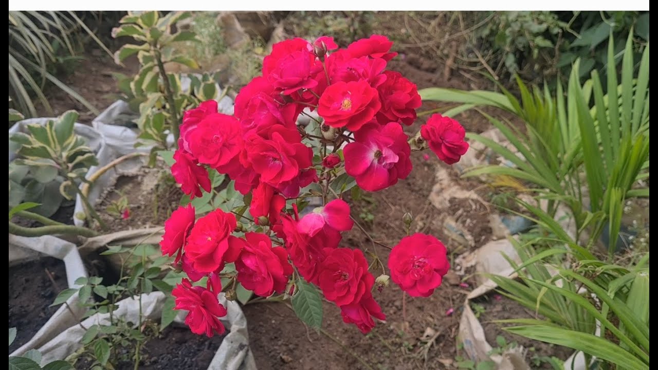 You want 6m per Month? Invest in Floriculture you won't regret. #floriculture #flowers #flower