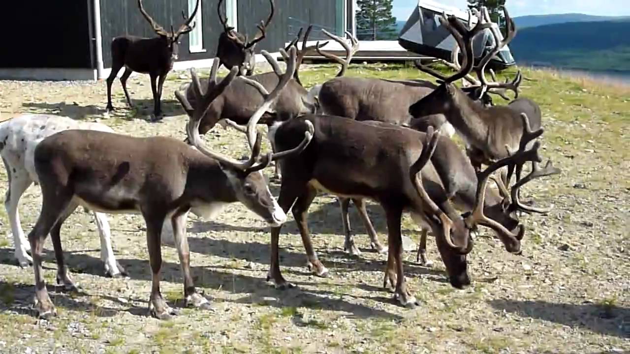 Renar i Lofsdalen