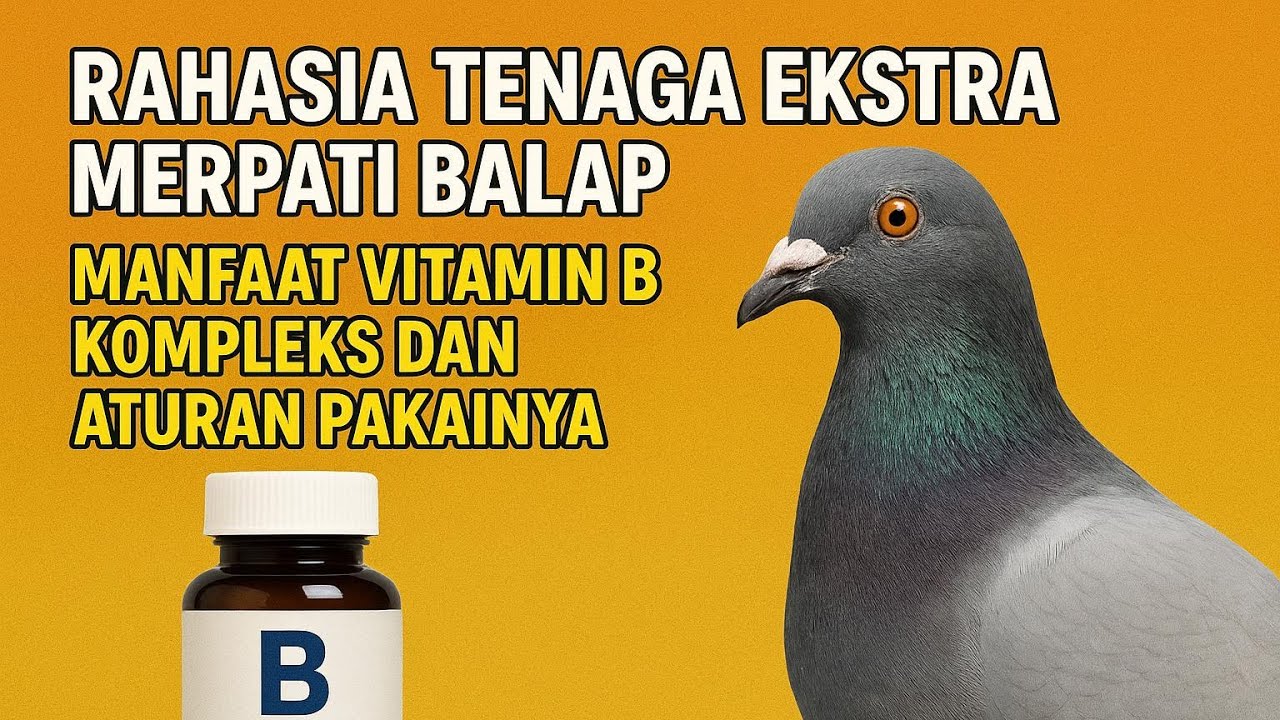 Burung Merpati Lomba Wajib Pakai B Kompleks, Begini Manfaat dan Cara Pemberianya