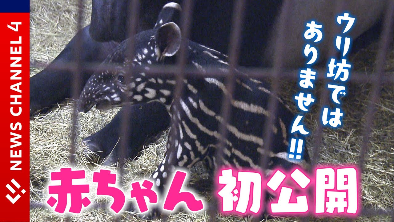 【とべＺＯＯ史上初】貴重なマレーバクの赤ちゃん！今の時期だけのチャームポイントも＜NEWS CH.4＞