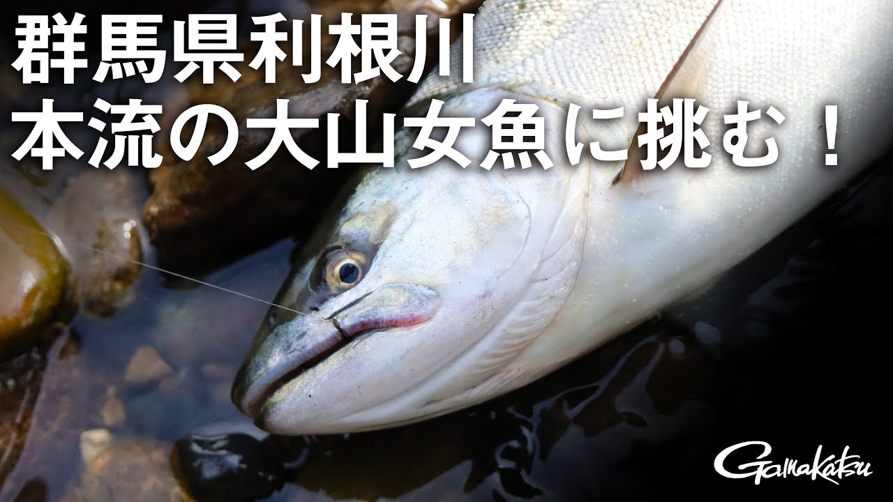 群馬県利根川・本流の大山女魚に挑む！【G WORLD #9】