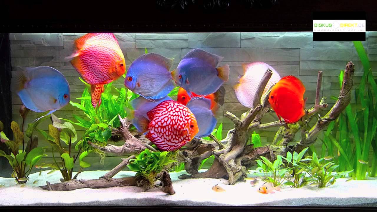 Neugestaltung eines 450 Liter Aquariums mit Stendker Diskusfischen von Diskus-Direkt.de