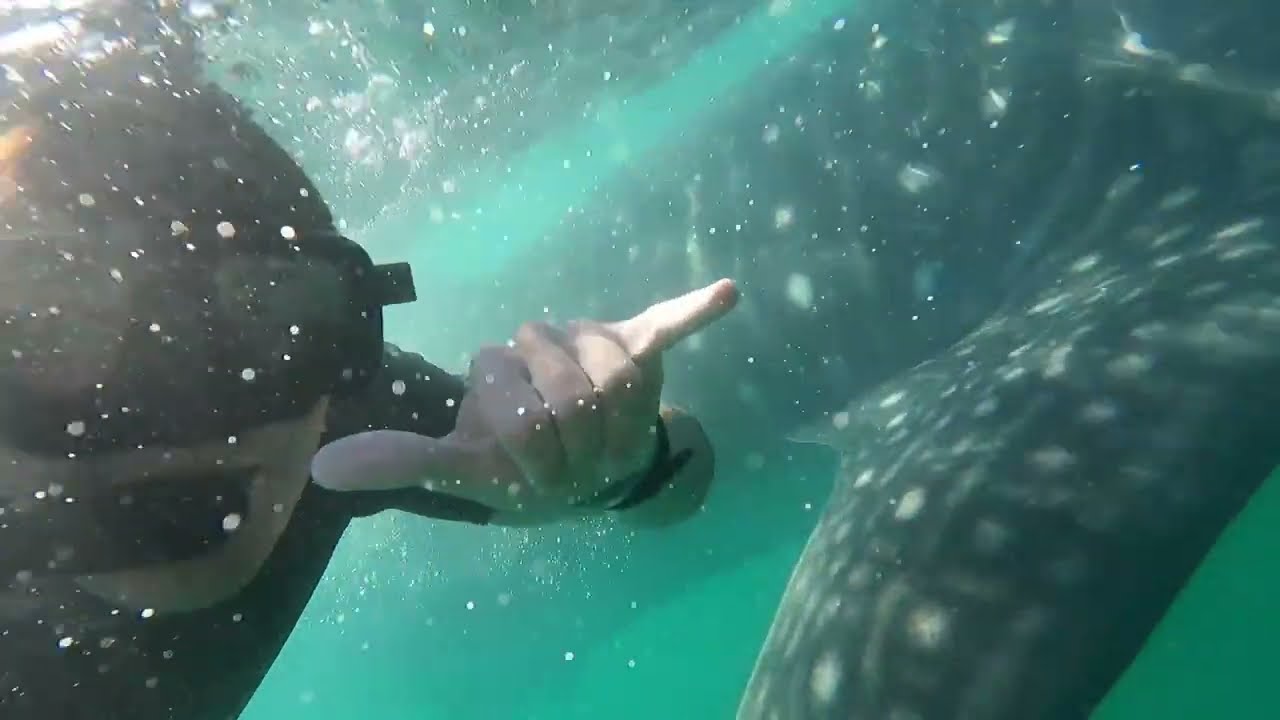 Swimming with Whale Sharks in La Paz, Mexico: A Journey with Gentle Giants