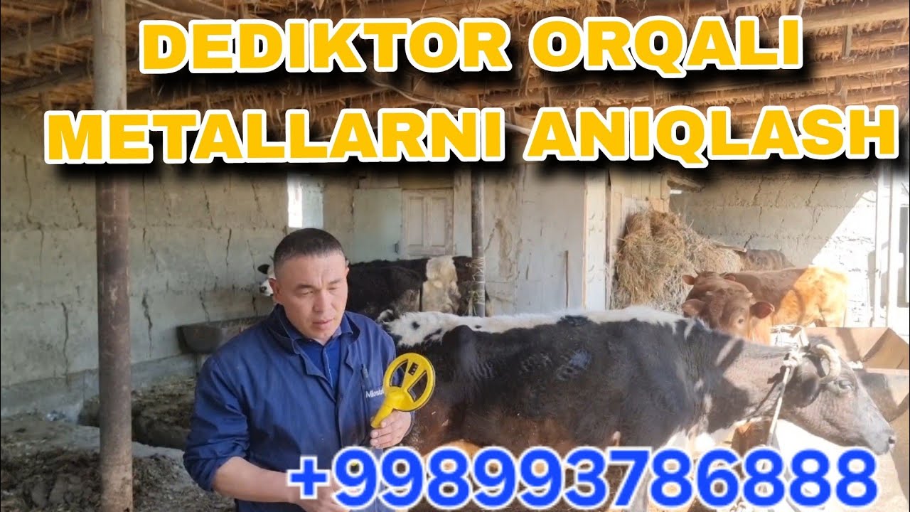 ҚОРА МОЛЛАР ИЧИДАН МЕТАЛ ТОПИШ