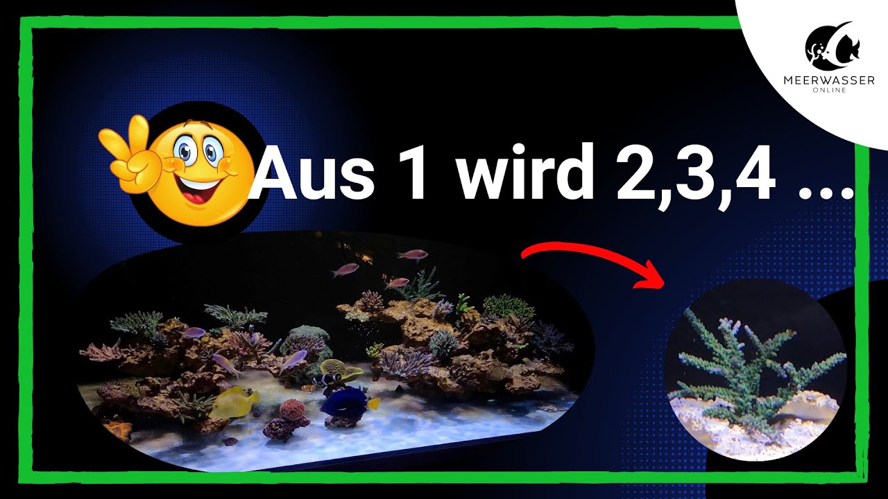 Korallen richtig schneiden I unsere Nachzucht
