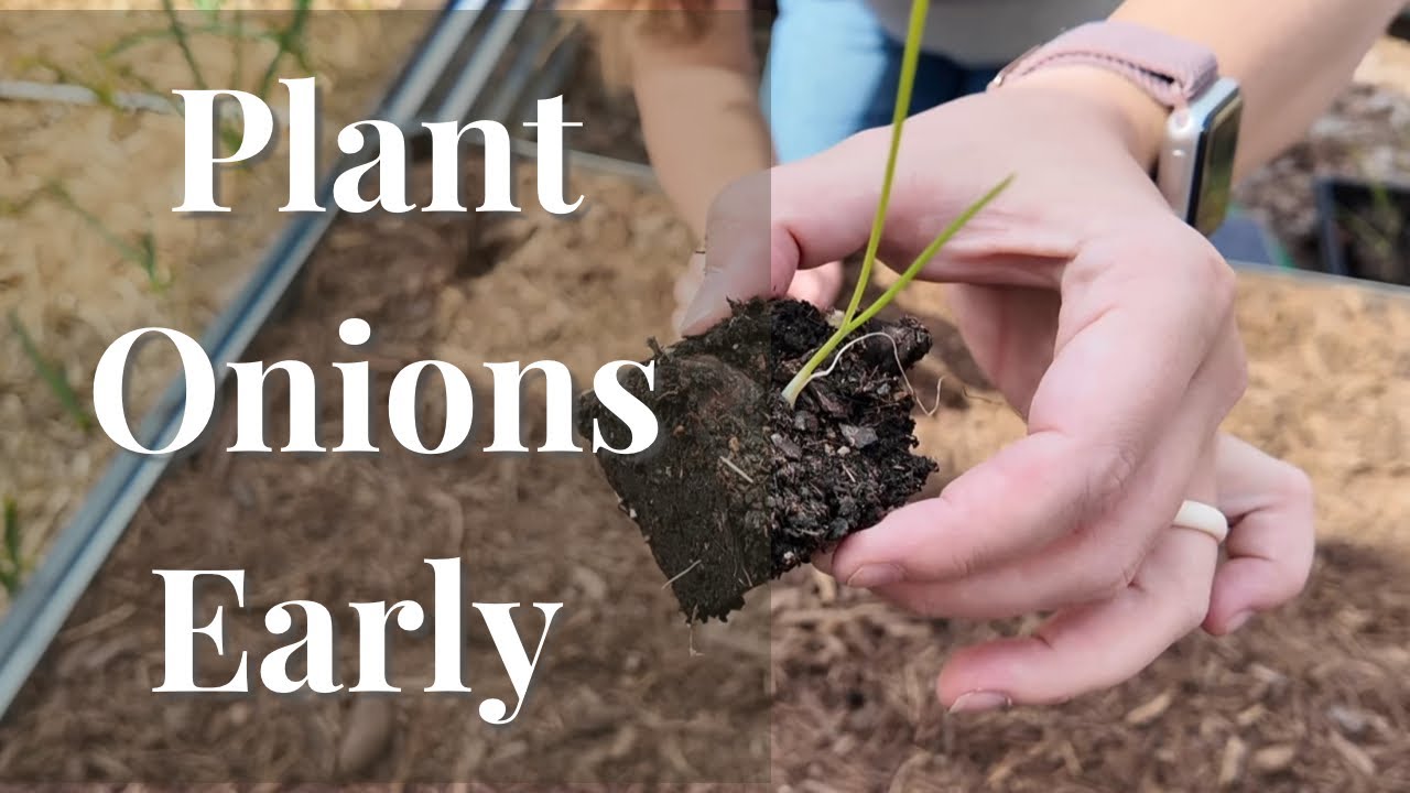 Don’t Wait to Plant Onions (Do This Early!)