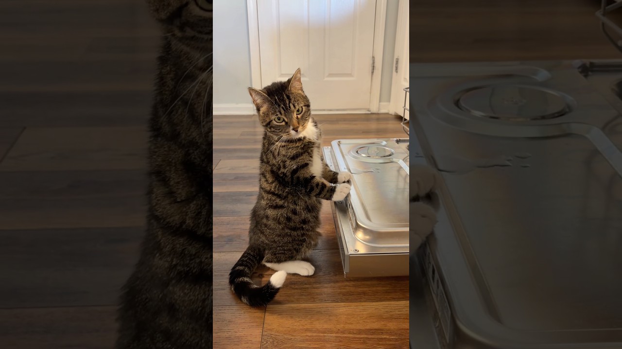 Did he just quit?😆😆😆 #dishwashercat #mikey #miketv #dwarfcat