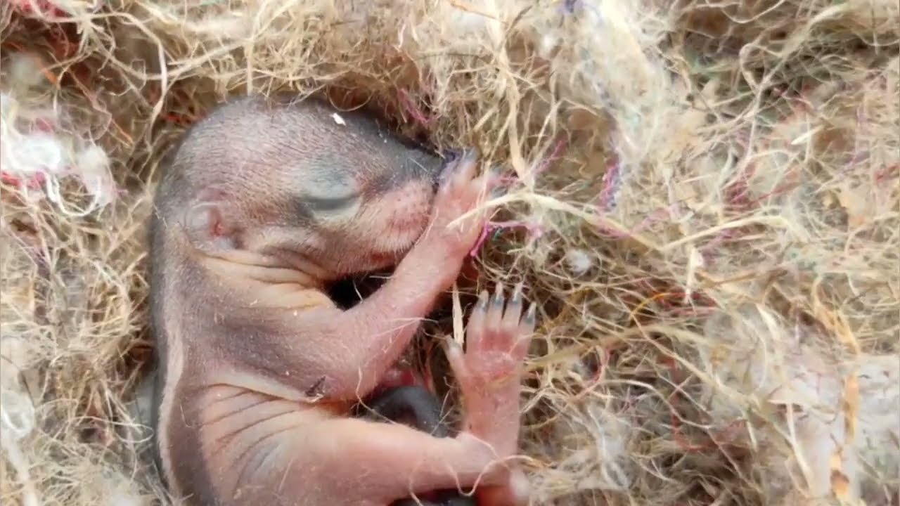 🐿️ Baby Squirrel Sound Effects 🐿️