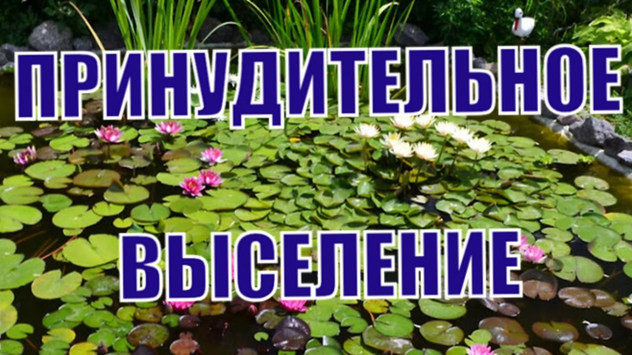 ПЛЕКОСТОМУСЫ ПОКИНУЛИ АКВАРИУМ  НАВСЕГДА
