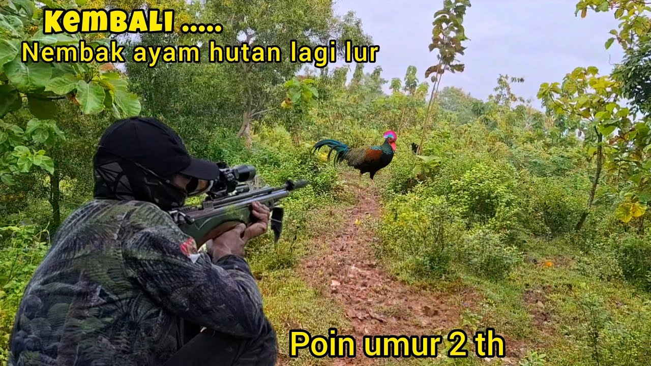 BERBURU AYAM HUTAN Terbaru 2026 