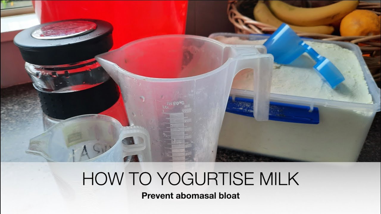 How to Yogurtise Milk for lambs/kids- Step by Step | Sez the Vet