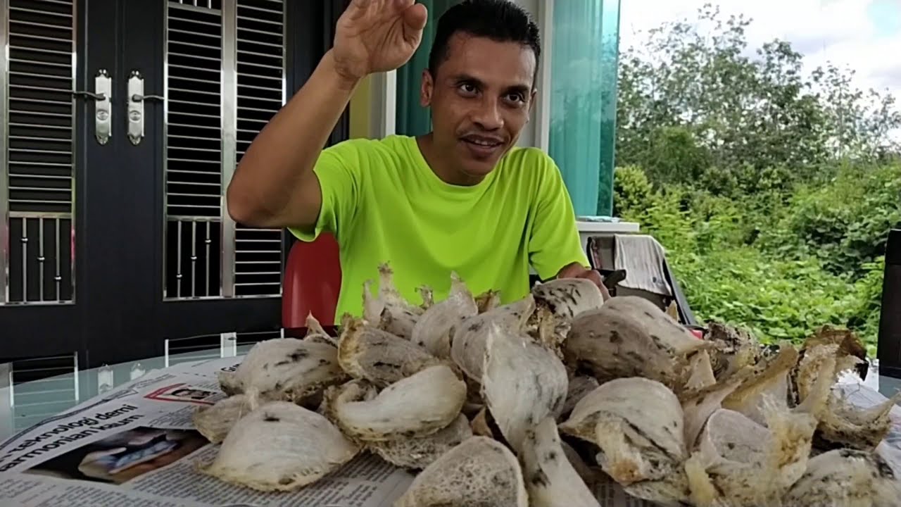 Cara nak ambil Sarang Burung walit Vblog Atielah cincin walit @ birdness house