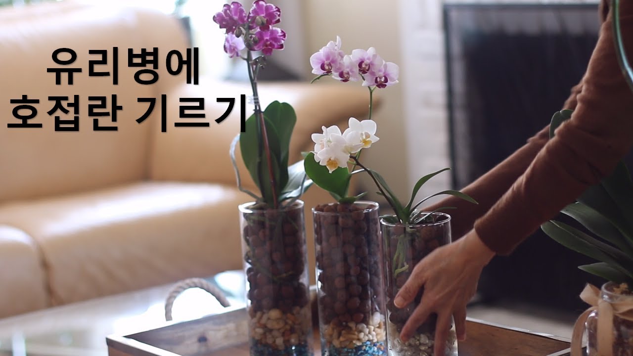 유리병에 호접란 기르기/ 물주는 방법과 주기/  하이드로톤을 이용한  반수경재배 물주기 방법 과 비료주는 방법