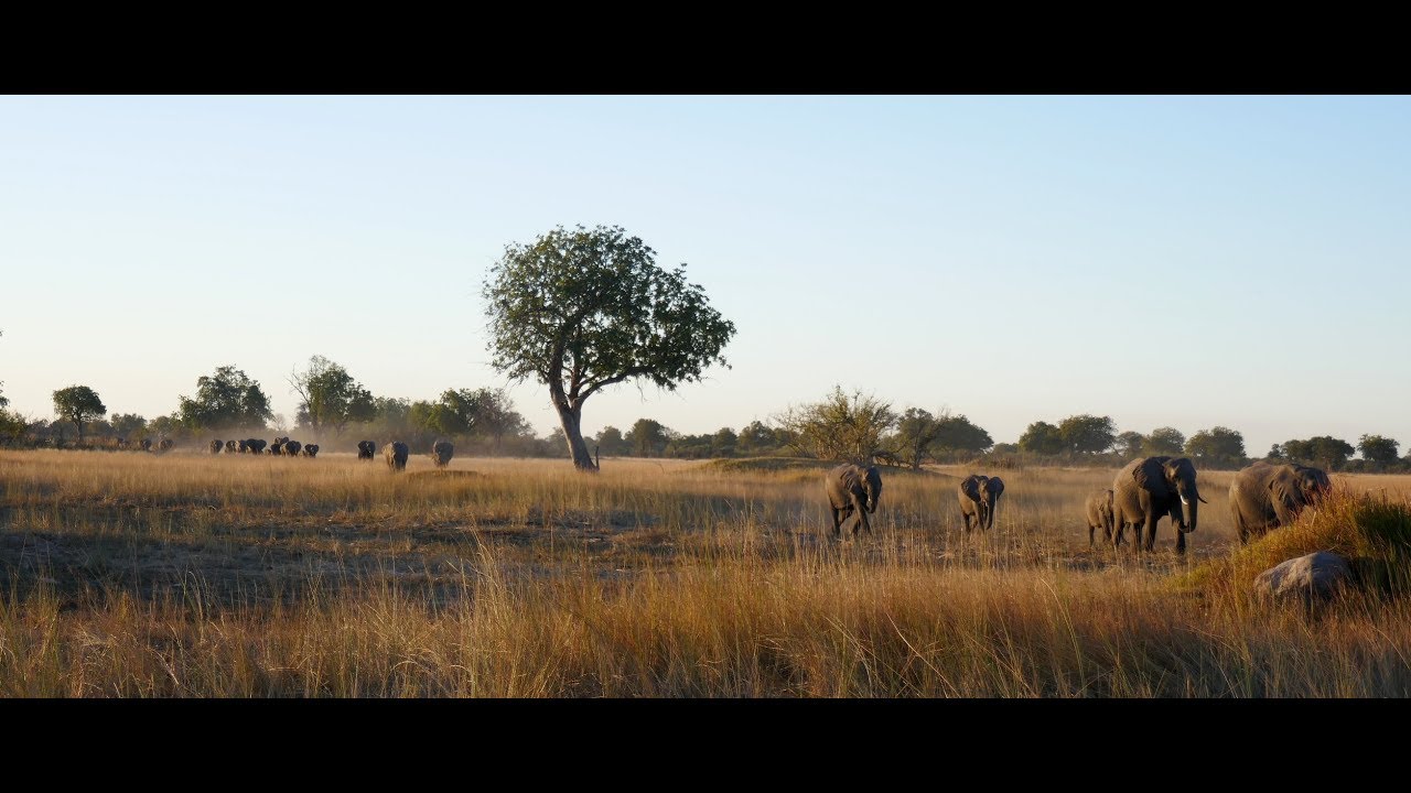 Safari at Splash Camp Okavango Delta