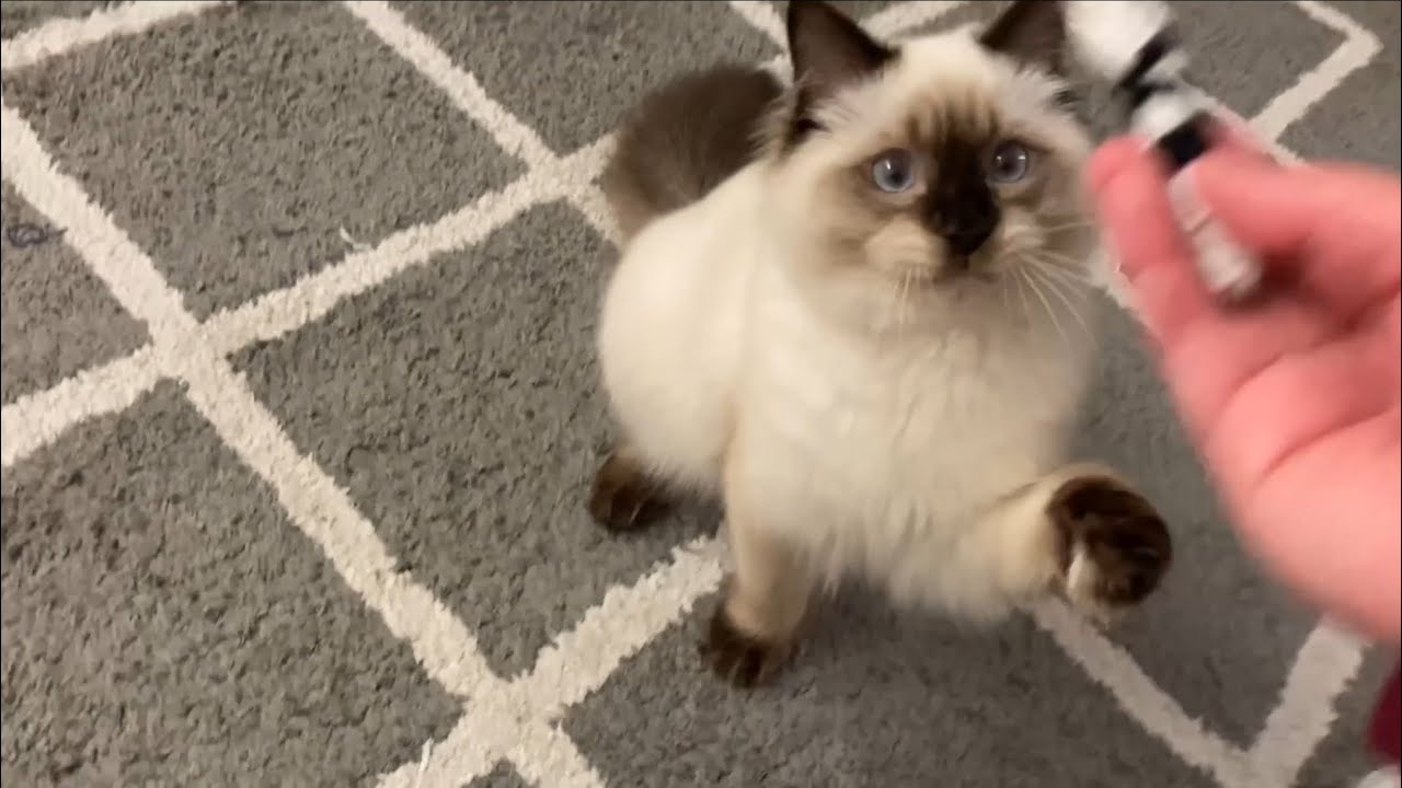Playing fetch with a ragdoll cat - Cleo’s brother Pudge