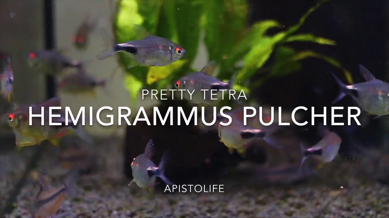 Hemigrammus pulcher ✨