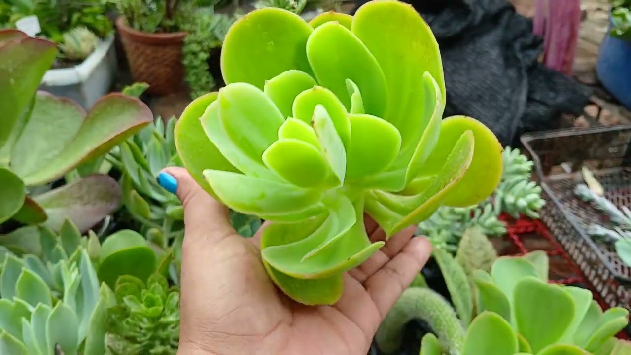 Muita coisa para fazer e bate papo gostoso admirando elas#suculentas #plantas 