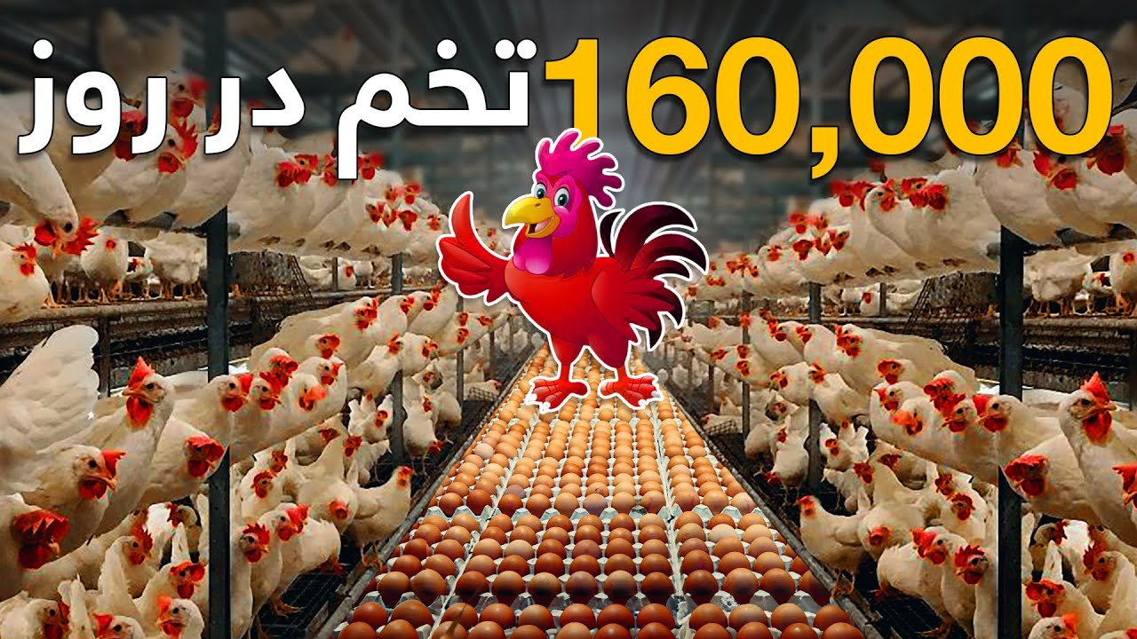 بزرگترین فارم شرکت تولید تخم مرغ در افغانستان