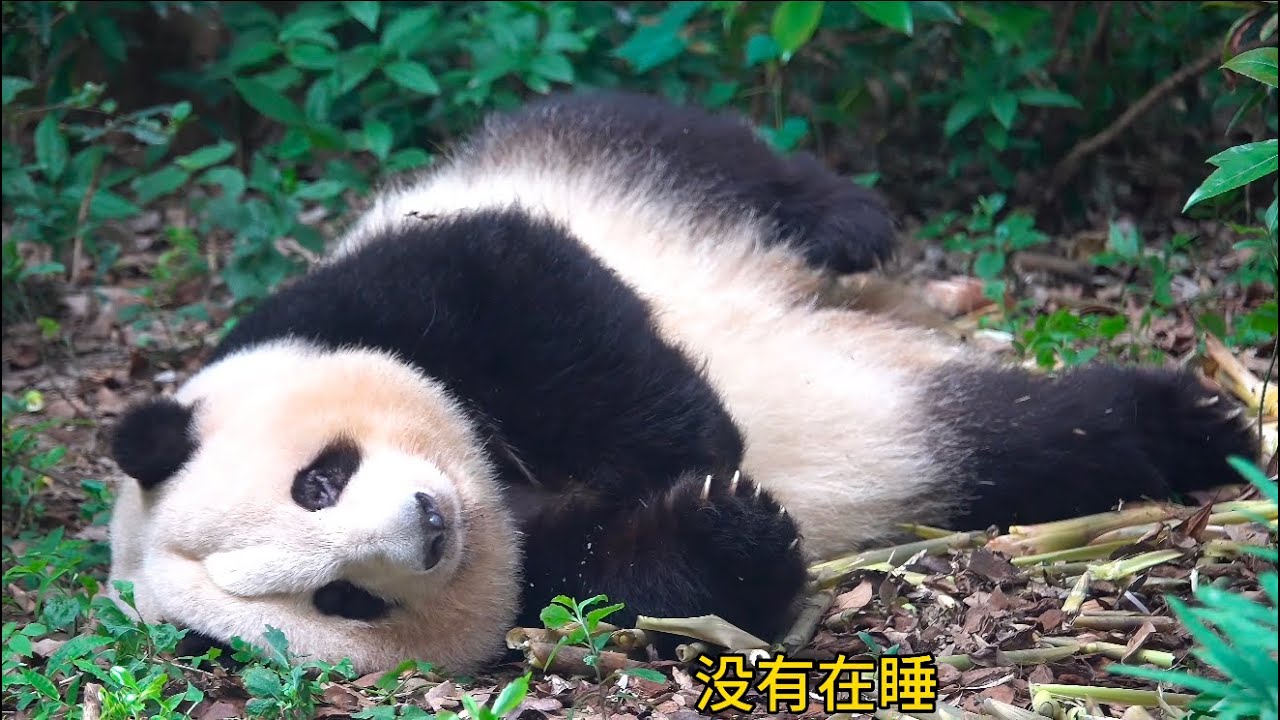 哈哈哈！花花操着小手手睡觉觉咯😂😂😂