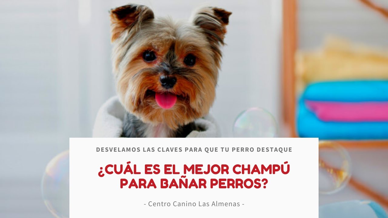 ¿Cuál es el mejor champú para perros? | Centro Canino Las Almenas