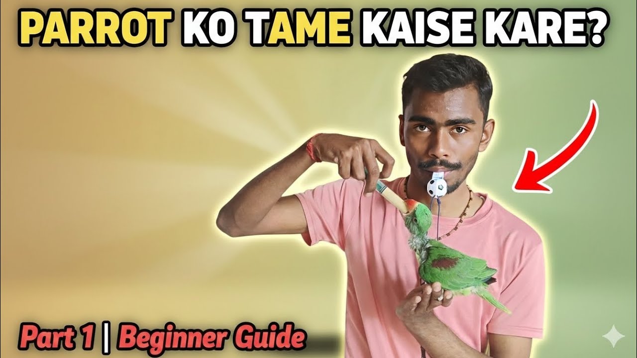 Parrot Ko Tame Kaise Kare? 🦜 | Part 1 Beginner Guide | Step By Step Training
