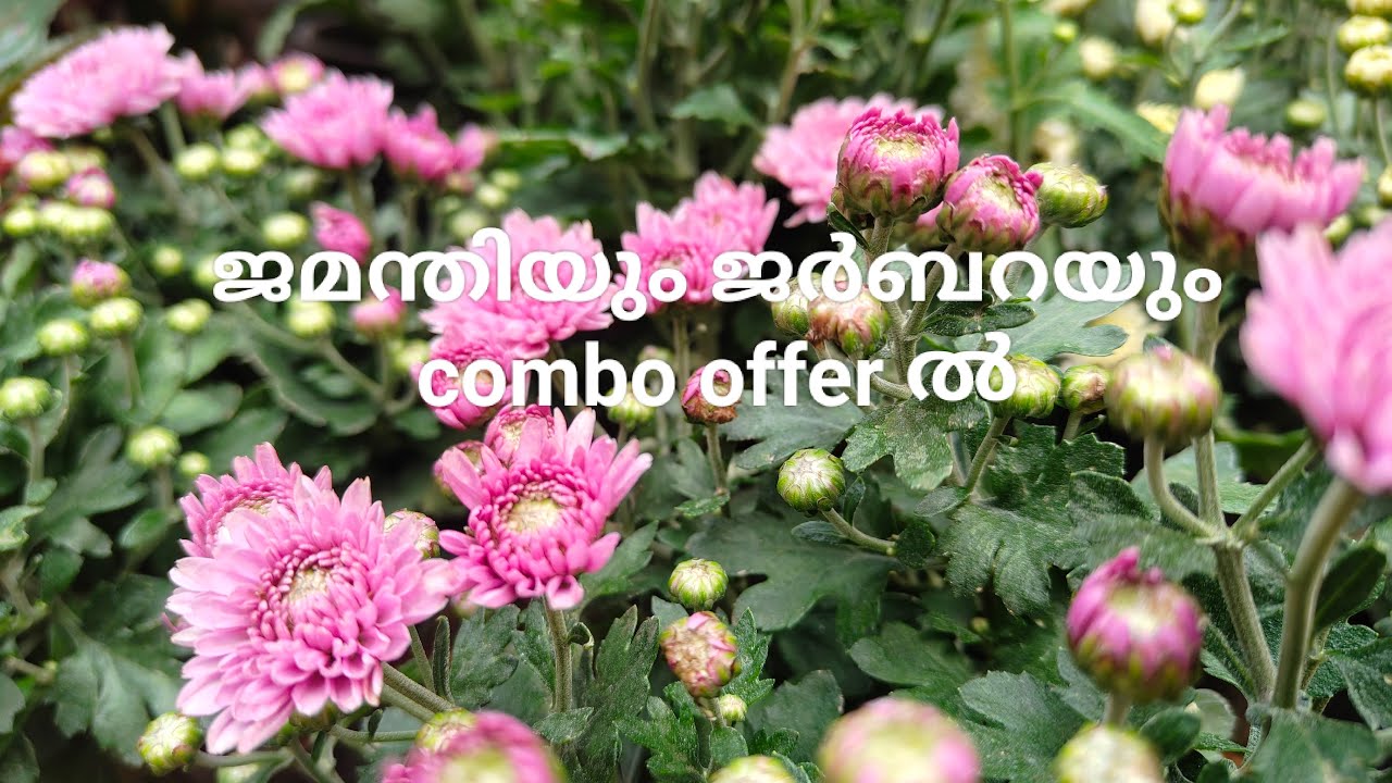 ജമന്തിയും jerbera യും combo offeril